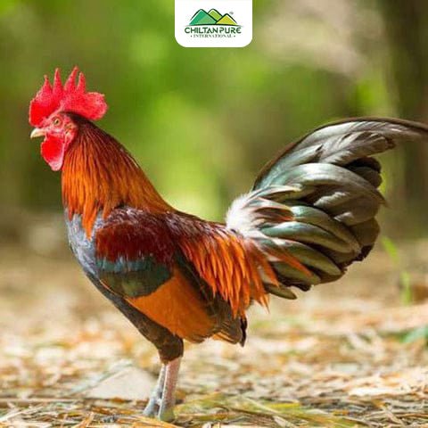 Desi Chicken / Free Range Chicken (Male & Young) Organic / دیسی مرغا / Desi Murga / 1kg - Image 4