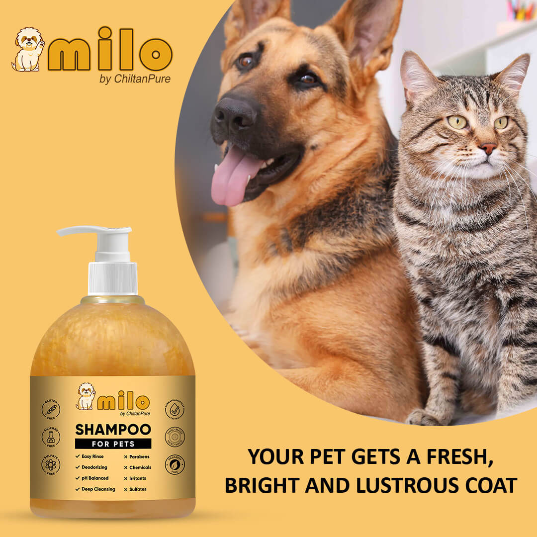 Milo Pet Shampoo – Anti-Dandruff, Gently Cleanse Hair, Avoid Shedding & Prevent Infections 500ml - Image 6